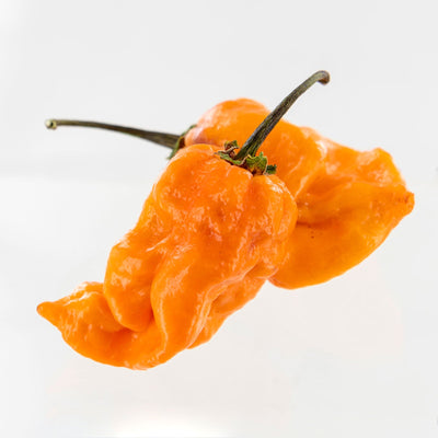 Bubblegum 7 Pot x SRTSL Orange Pepper Seeds, Super HOT Rare Hybrid Garden Vegetables