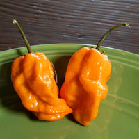 Bubblegum 7 Pot x SRTSL Orange Pepper Seeds, Super HOT Rare Hybrid Garden Vegetables