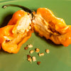 Bubblegum 7 Pot x SRTSL Orange Pepper Seeds, Super HOT Rare Hybrid Garden Vegetables