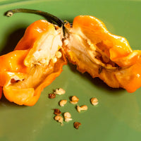 Bubblegum 7 Pot x SRTSL Orange Pepper Seeds, Super HOT Rare Hybrid Garden Vegetables