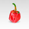 Bubblegum 7 Pot Pepper Seeds, Serious Heat Garden Vegetables