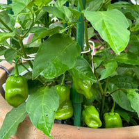 Burning Bush F1 Pepper Seeds, Habanero Hybrid Garden Vegetables