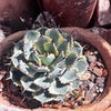 Agave Potatorum Kichiokhan Marginata, Variegated Succulent Plant