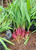 Eleutherine bulbosa, Bawang Dayak Perennial Medicinal Herb - Live Plant