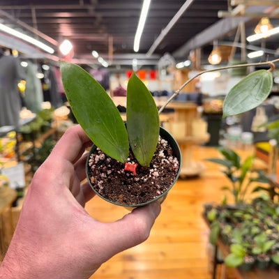 Hoya LP008, Indoor / Outdoor Houseplants