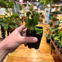 Live Hoya Rope Plant, Indoor/ Outdoor Houseplants
