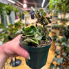 Hoya Rope Variegated, Indoor / Outdoor Houseplants