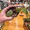 Hoya Corneri, Indoor / Outdoor Houseplants