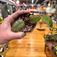 Hoya Corneri, Indoor / Outdoor Houseplants