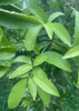 Glycosmis pentaphylla, Gin Berry, Ginberry Shrub / Tree - Live Plant