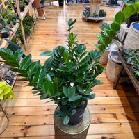 Zamioculas Zamiifolia 'ZZ', Indoor / Outdoor Houseplants