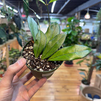 Hoya Crassipetiolata, Indoor / Outdoor Houseplants