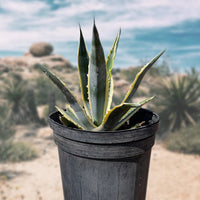 Agave Americana Variegata, Succulent Plant