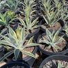 Agave Americana Variegata, Succulent Plant