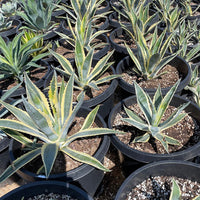 Agave Americana Variegata, Succulent Plant