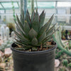Agave 'Blue Glow' Landscaping Plant