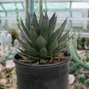Agave 'Blue Glow' Landscaping Plant