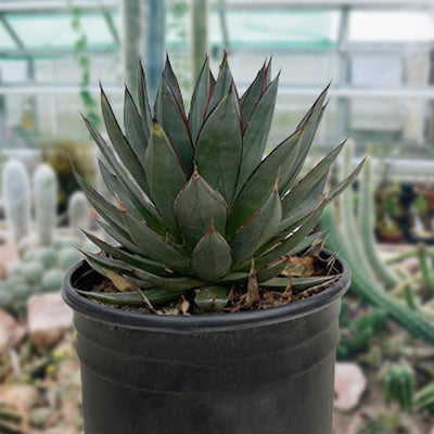 Agave 'Blue Glow' Landscaping Plant