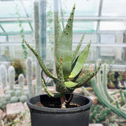 Aloe Ferox, South African Succulent Plant