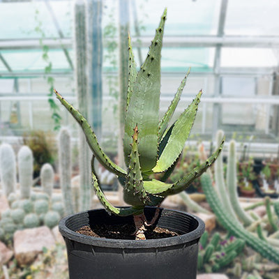 Aloe Ferox, South African Succulent Plant