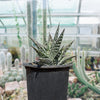 Aloe Variegata, Partridge Breast Aloe Succulent Plant