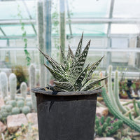 Aloe Variegata, Partridge Breast Aloe Succulent Plant