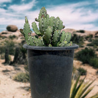 Moroccan Mound, Succulent Garden Plant