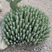 Moroccan Mound, Succulent Garden Plant