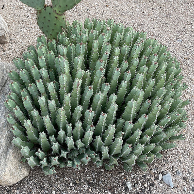 Moroccan Mound, Succulent Garden Plant
