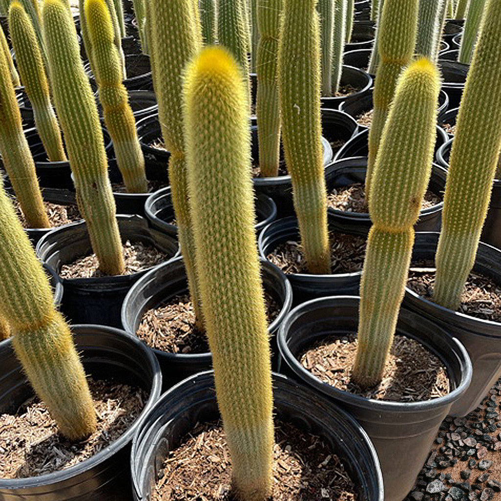 Vatricania guentheri Golden Torch Cactus Plant