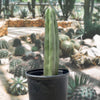 Stenocereus Marginatus, Mexican Fence Post Cactus Plant