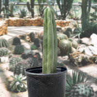 Stenocereus Marginatus, Mexican Fence Post Cactus Plant