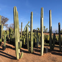 Stenocereus Marginatus, Mexican Fence Post Cactus Plant