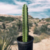 Peruvian Apple Cactus Plant