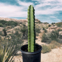 Peruvian Apple Cactus Plant