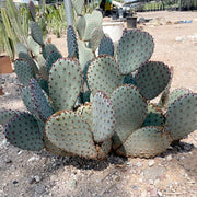 Santa Rita x Beavertail Hybrid Cactus Plant