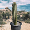 Carnegia Gigantea, Saguaro Cactus Plant