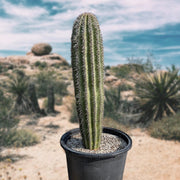 Carnegia Gigantea, Saguaro Cactus Plant