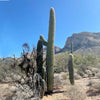 Carnegia Gigantea, Saguaro Cactus Plant