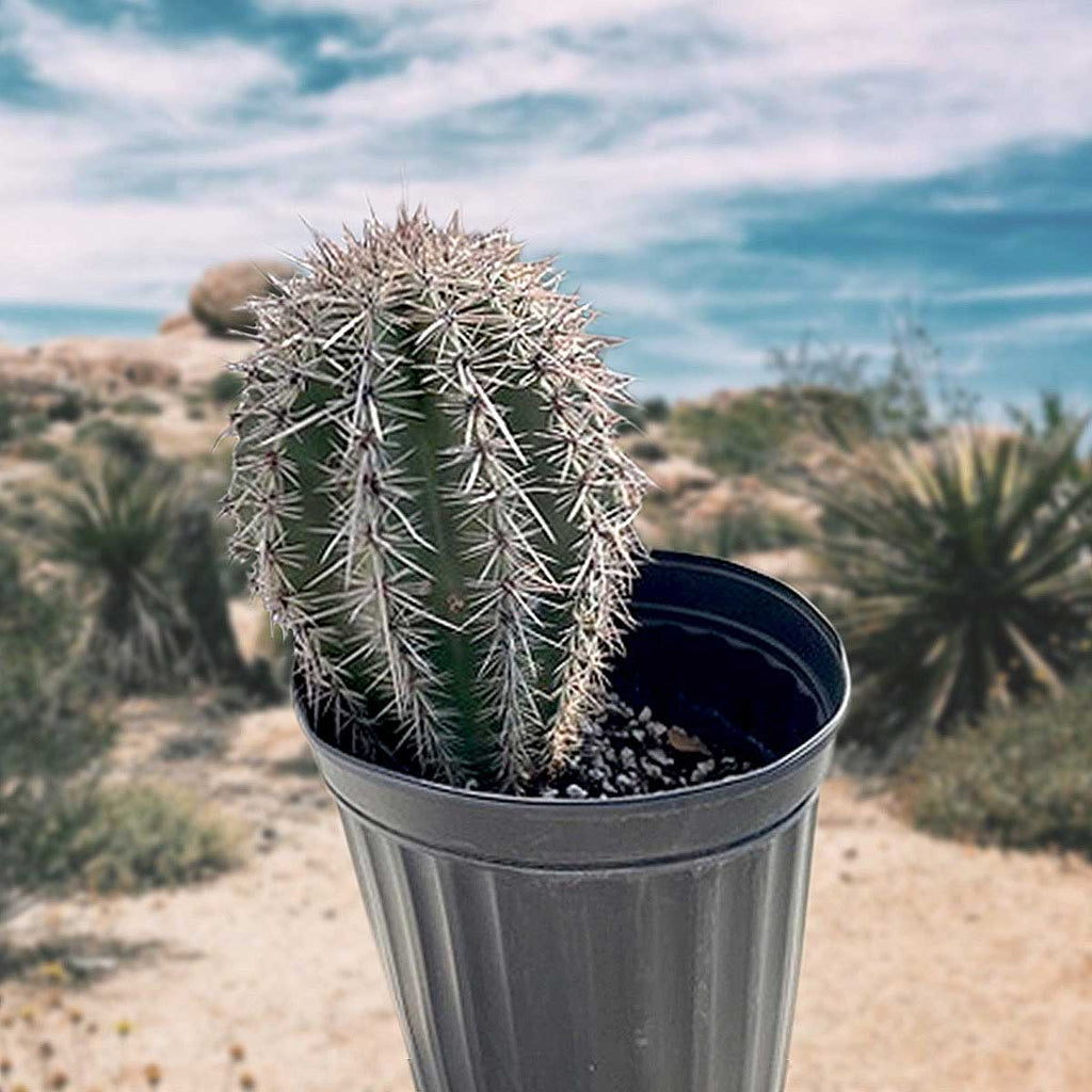 Carnegia Gigantea, Saguaro Cactus Plant