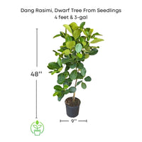 Dang Rasimi Jackfruit Dwarf Live Tree, from Seedlings