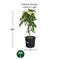 Mangifera indica 'Cabeza' (Man's Head) Mango Fruit Tree, Grafted Live Plant