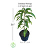 Mangifera indica 'Cabeza' (Man's Head) Mango Fruit Tree, Grafted Live Plant