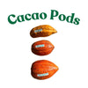 Trinitao Cacao Tree Yellow, Long Ribbed – Fruit-Bearing Chocolate Theobroma Cacao Tree