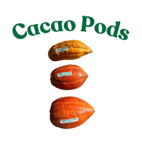 Trinitao Cacao Tree Yellow, Long Ribbed – Fruit-Bearing Chocolate Theobroma Cacao Tree
