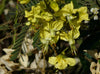 Caesalpinia Decapetala 10 Seeds, Biancaea Shrub Mysore Thorn Cat's Claw