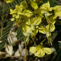 Caesalpinia Decapetala 10 Seeds, Biancaea Shrub Mysore Thorn Cat's Claw