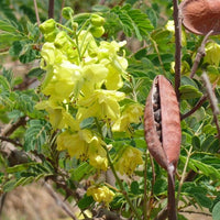 Caesalpinia Decapetala 10 Seeds, Biancaea Shrub Mysore Thorn Cat's Claw