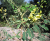 Caesalpinia Decapetala 10 Seeds, Biancaea Shrub Mysore Thorn Cat's Claw