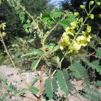 Caesalpinia Decapetala 10 Seeds, Biancaea Shrub Mysore Thorn Cat's Claw